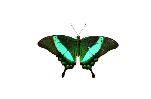 Butterfly, Papilio blumei, isolated on white background