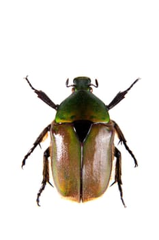 Green beetle in museum isolated on the white background