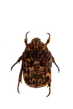 Spotted beetle in museum isolated on the white background