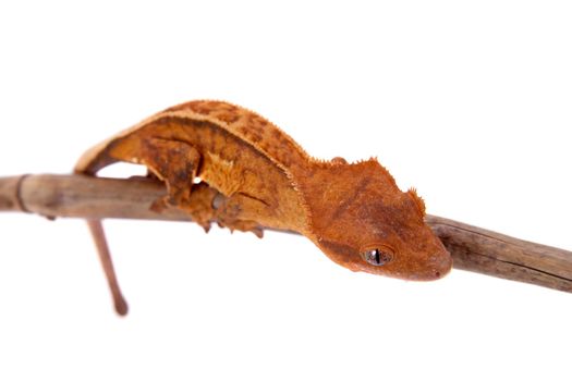 New Caledonian crested gecko, Rhacodactylus ciliatus, isolated on white