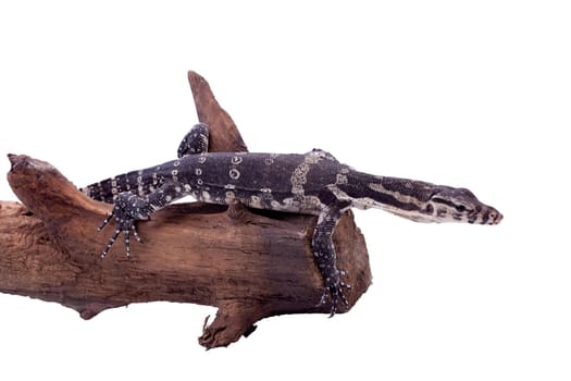 Timor Monitor Lizard, Varanus timorensis, isolated on white background