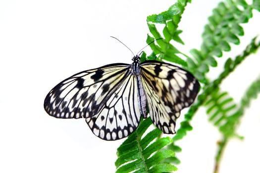 Idea leuconoe butterfly isolated on white background