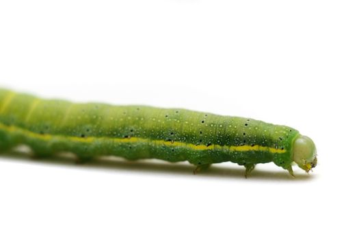 Caterpillar of Green-veined White Butterfly, Pieris napi, on white background