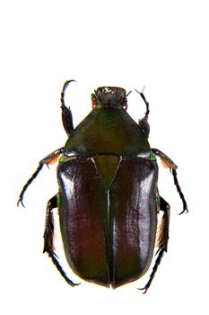 the beetle in museum isolated on the white background