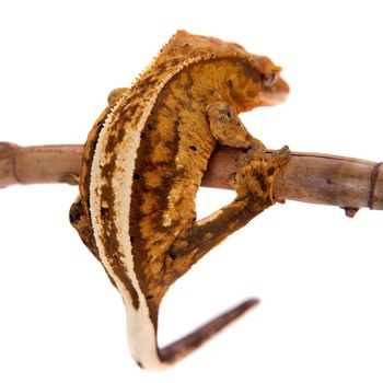 New Caledonian crested gecko, Rhacodactylus ciliatus, isolated on white