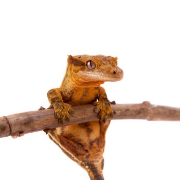 New Caledonian crested gecko, Rhacodactylus ciliatus, isolated on white