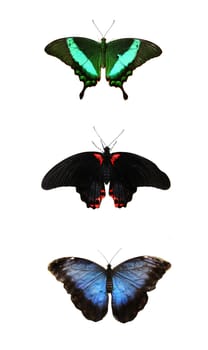 Three Beautiful tropical butterflies on white background