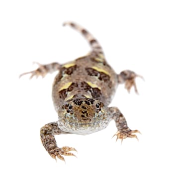 Bibron's iguana, Diplolaemus bibronii, isolated on white background