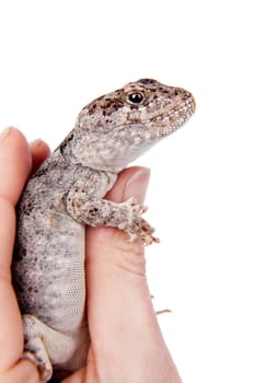 Darwin's iguana, Diplolaemus darwinii, isolated on white background