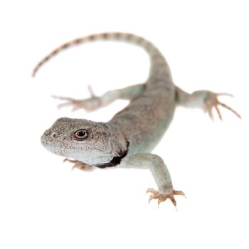 Pristidactylus nigroiugulus isolated on white background