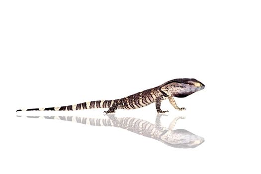 Newborn Black Throat Monitor Lizard, Varanus albigularis, isolated on white background