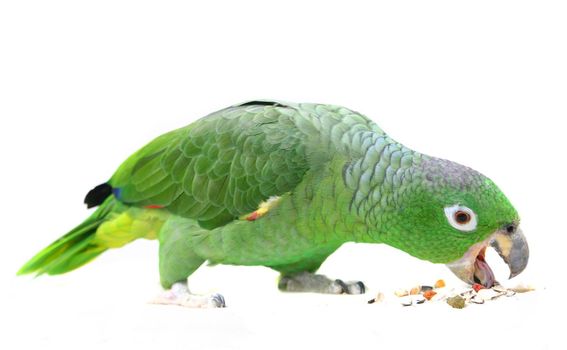 Mealy Amazon parrot, Amazona farinosa, in front of a white background