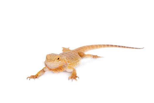 Red Bearded dragon, Pogona vitticeps, isolated on white background