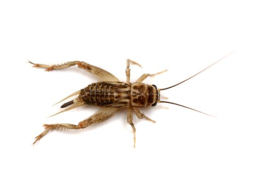 Dead common house cricket, Acheta domesticus, isolated on white