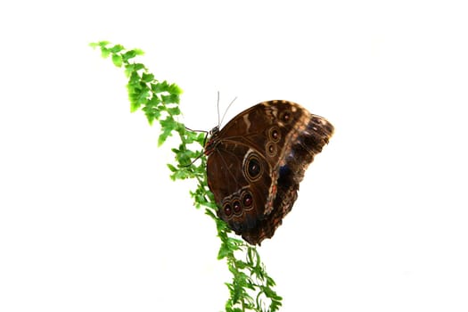 Caligo eurilochus butterfly isolated on white background