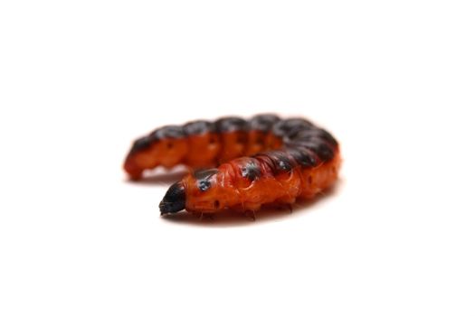 Big red catterpillar of Goat Moth, Cossus cossus, isolated on white