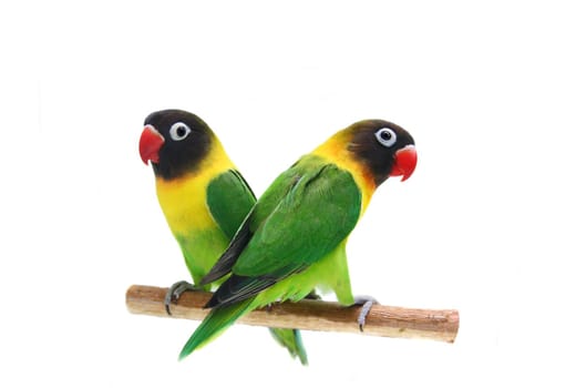 Black masked lovebird isolated on the white background