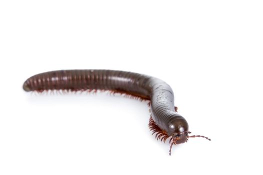 The Millipede or Myriapoda isolated on white background