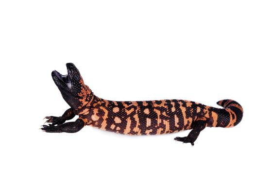 Gila Monster, Heloderma suspectum, isolated on white background