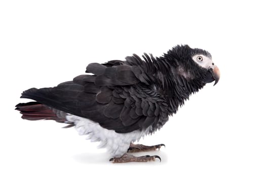 African Grey Parrot - Psittacus erithacus, isolated on a white background