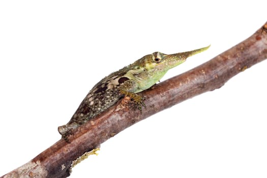 Pinocchio lizard, Anolis proboscis, isolated on white background