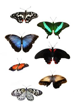 Set of Beautiful tropical butterflies on white background