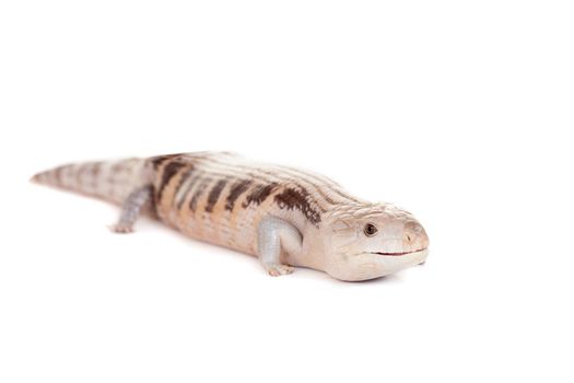 Eastern Blue-tongued Skink, Tiliqua scincoides scincoides, isolated on white background.