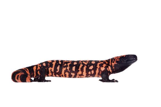 Gila Monster, Heloderma suspectum, isolated on white background