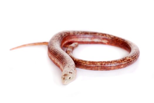 Sheltopusik or European Legless Lizard, Pseudopus apodus, isolated on white