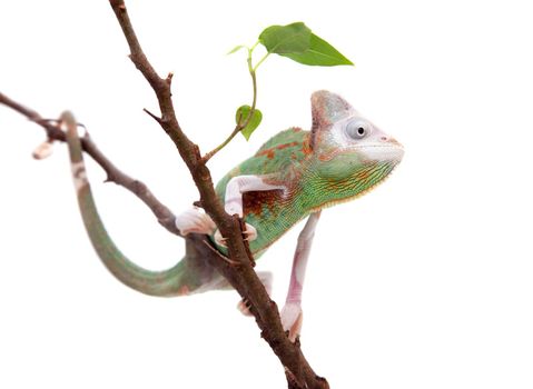 The veiled chameleon piebald, Chamaeleo calyptratus, female isolated on white background