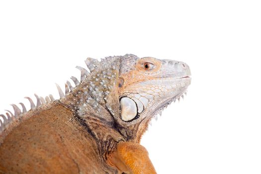 Green Iguana, 10 years old, isolated on the white background