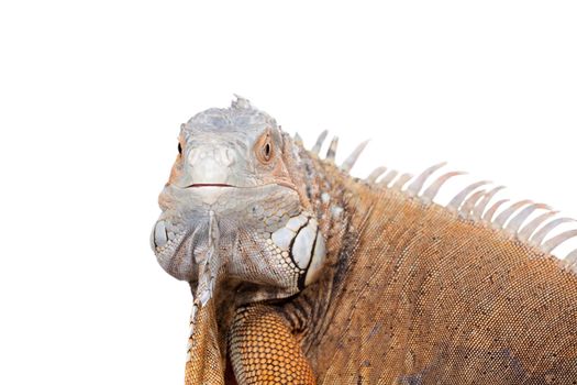 Green Iguana, 10 years old, isolated on the white background