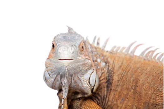 Green Iguana, 10 years old, isolated on the white background