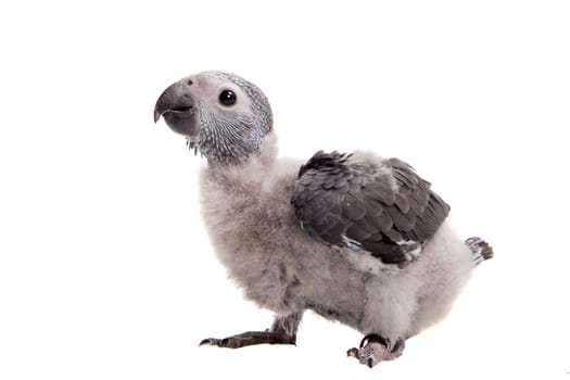 African Grey Parrot, Psittacus erithacus timneh, isolated on white background