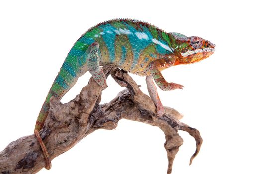 The panther chameleon, Furcifer pardalis isolated on white background