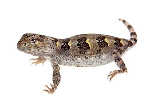 Bibron's iguana, Diplolaemus bibronii, isolated on white background