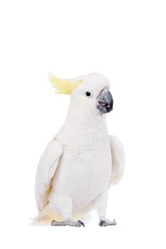 Sulphur-crested Cockatoo, Cacatua galerita, isolated over white background