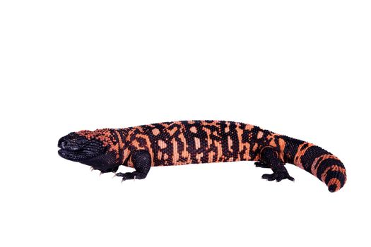 Gila Monster, Heloderma suspectum, isolated on white background