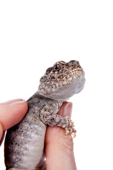 Darwin's iguana, Diplolaemus darwinii, isolated on white background