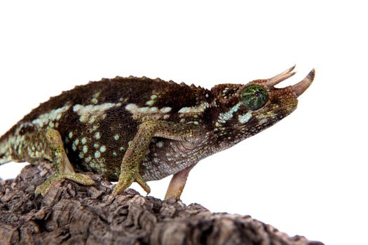 Jackson's horned chameleon, Trioceros jacksonii jacksonii, isolated on white background