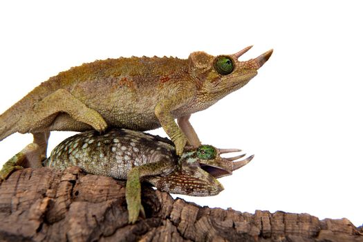 Jackson's horned chameleon, Trioceros jacksonii jacksonii, isolated on white background