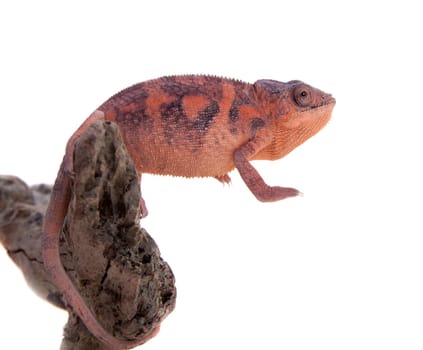 The panther chameleon, Furcifer pardalis isolated on white background