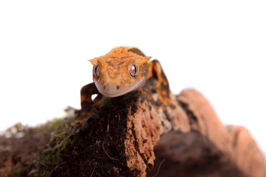 New Caledonian crested gecko, Rhacodactylus ciliatus, isolated on white