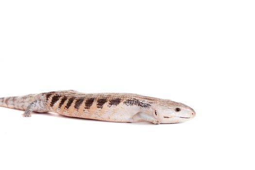 Eastern Blue-tongued Skink, Tiliqua scincoides scincoides, isolated on white background.