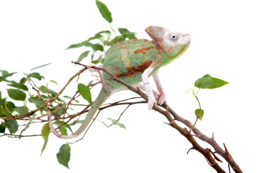 The veiled chameleon piebald, Chamaeleo calyptratus, female isolated on white background