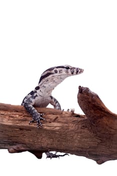 Timor Monitor Lizard, Varanus timorensis, isolated on white background