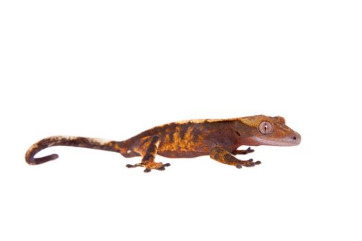 New Caledonian crested gecko, Rhacodactylus ciliatus, isolated on white