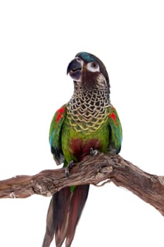 The painted conure, pyrrhura picta, isolated on white background