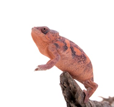 The panther chameleon, Furcifer pardalis isolated on white background