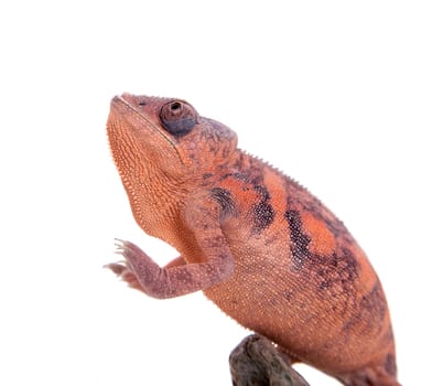 The panther chameleon, Furcifer pardalis isolated on white background